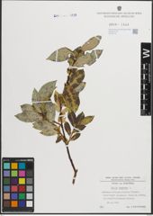 Foto von Salix hastata L.